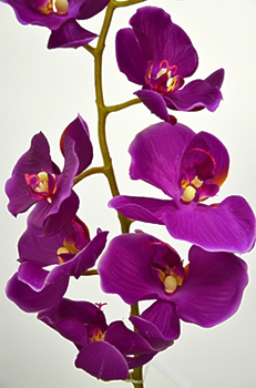 Орхидея фаленопсис одиночная фиол.h-102см.24 16-0075