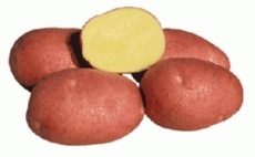Картофель семенной "БЕЛЛАРОЗА" сетка 5кг.(ранний 60 – 65дней красная кожура мякоть светло-желтая)