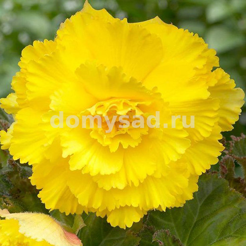 Бегония Бахромчатая Желтая, 4/5, фас. 2шт ('Эконом'/кратно 5)