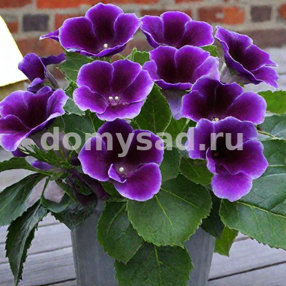 Глоксиния Виолацеа, 5/6, - 2шт