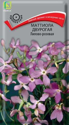 Маттиола двурогая Лилово-розовая (Поиск) Ц