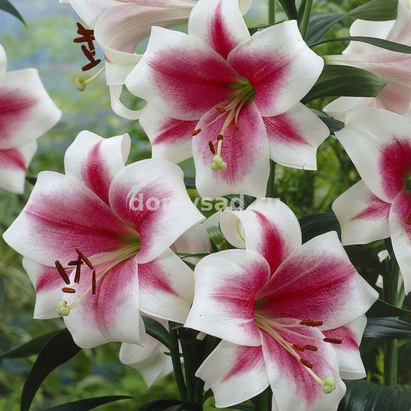Лилия Триумфатор, 12/14, ЛО, - 5шт