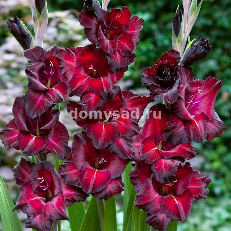Гладиолус Блэк Сюрпрайз, 10/12, - 10шт