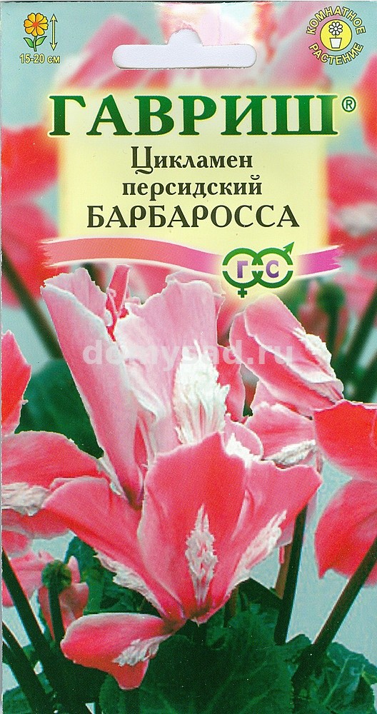 Цикламен персидский Барбаросса 3 шт. (Гавриш) Ц