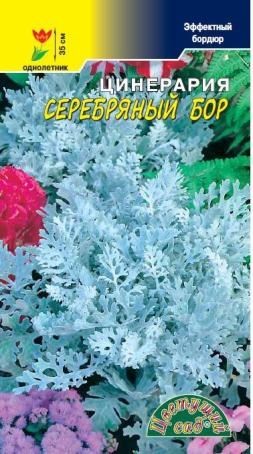 Цинерария Серебрянный Бор (Цветущий Сад) Ц