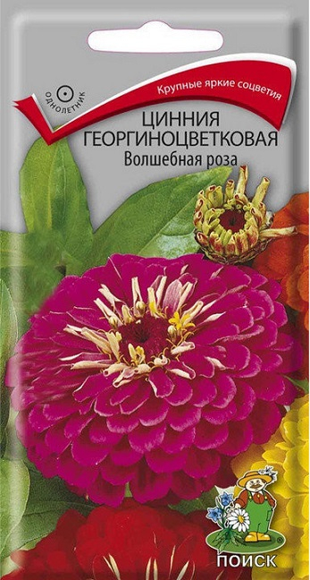 Цинния георгиноцветковая Волшебная Роза 0,4гр. высота 90см. (Поиск) Ц