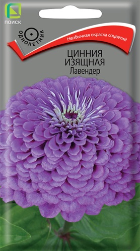 Цинния изящная Лавендер (Поиск) Ц