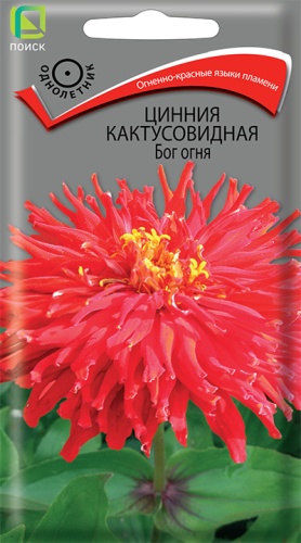 Цинния Кактусовидная Бог огня (Поиск) Ц