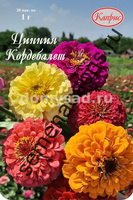 Цинния Кордебалет Смесь НАБОР 20 ПАЧЕК (Каприс)
