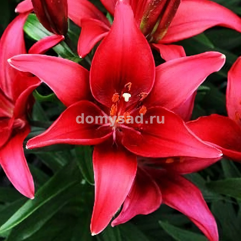 Лилия Тайни Гост, 10/12, аз.низк., - 7шт