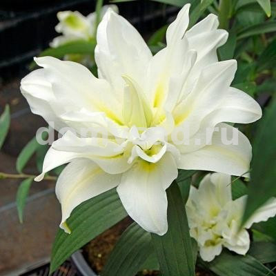 Лилия Близзард, 12/14, вост.махр., - 5шт