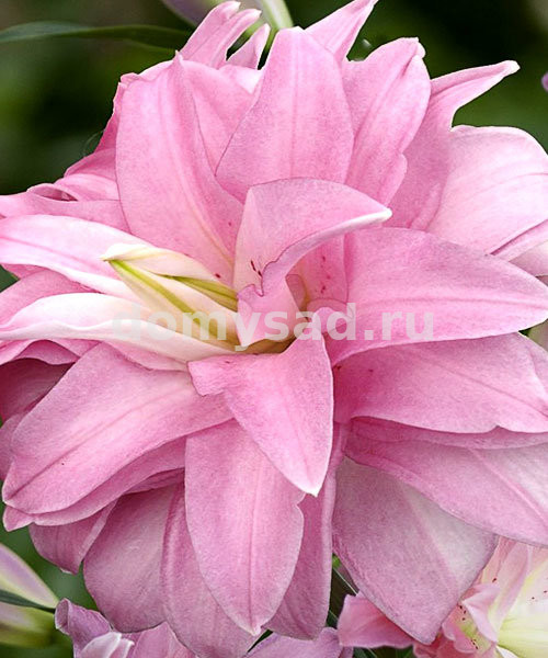 Лилия Лотус Бриз, 12/14, вост.махр., - 5шт