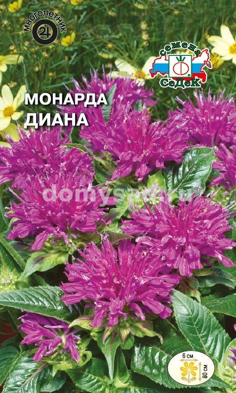 Монарда Диана (лимонная,лиловая) (Седек) Ц