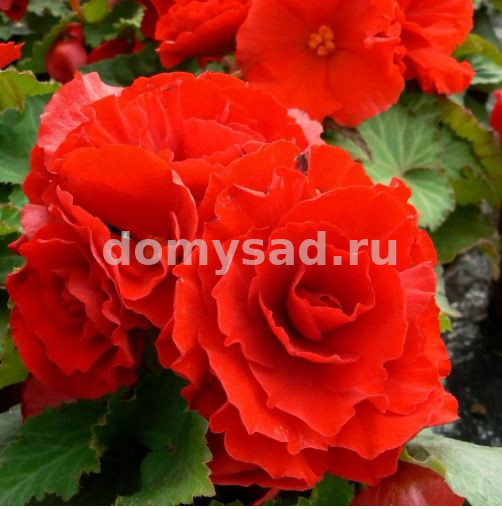Бегония Махровая Ярко-Красная, 5/6, - 3шт
