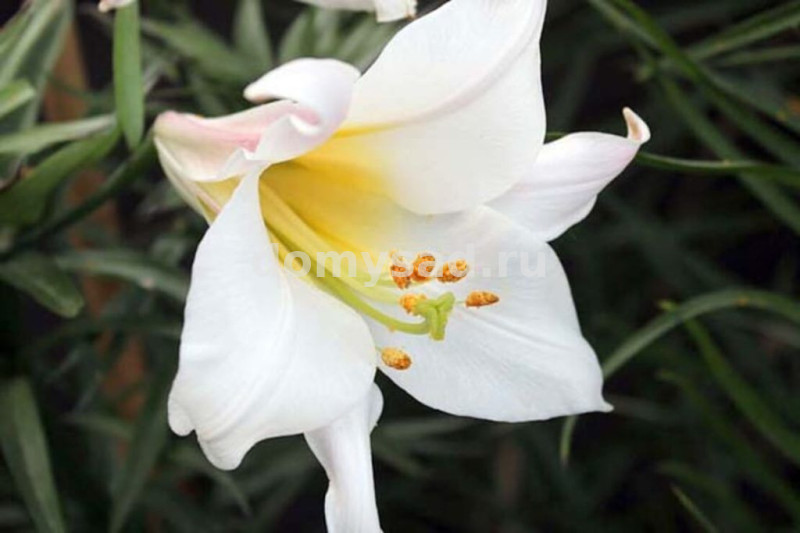 Лилия Шоу Ап, 11/12, лонг., - 5шт