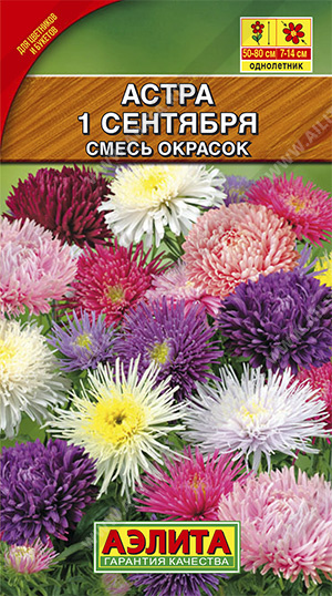 а.1-ое Сентября смесь окрасок, 50-80см. (Аэлита) Ц