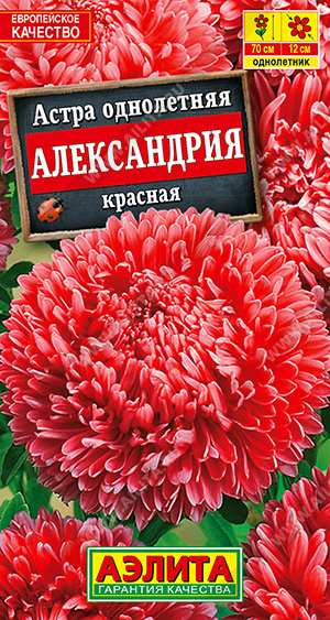 а.Александрия Красная 70см. (Аэлита) Ц