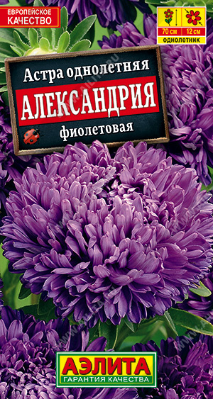 а.Александрия фиолетовая (Аэлита) Ц