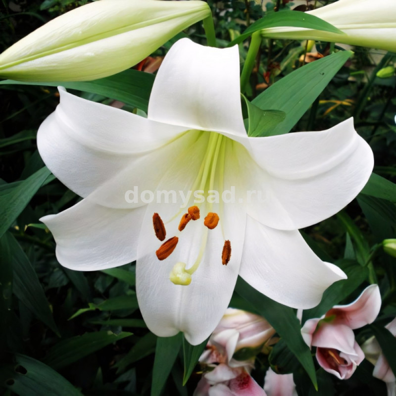 Лилия Уайт Триумфатор, 12/14, ЛО, - 5шт