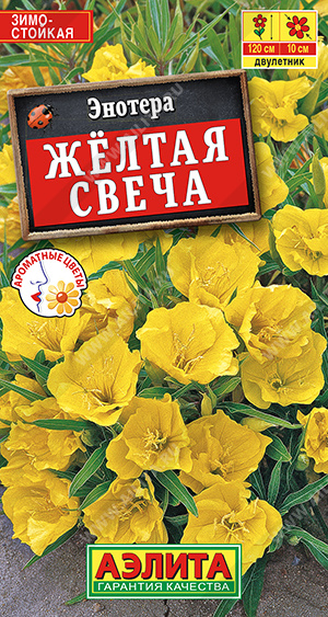 Энотера Желтая свеча (Аэлита) Ц