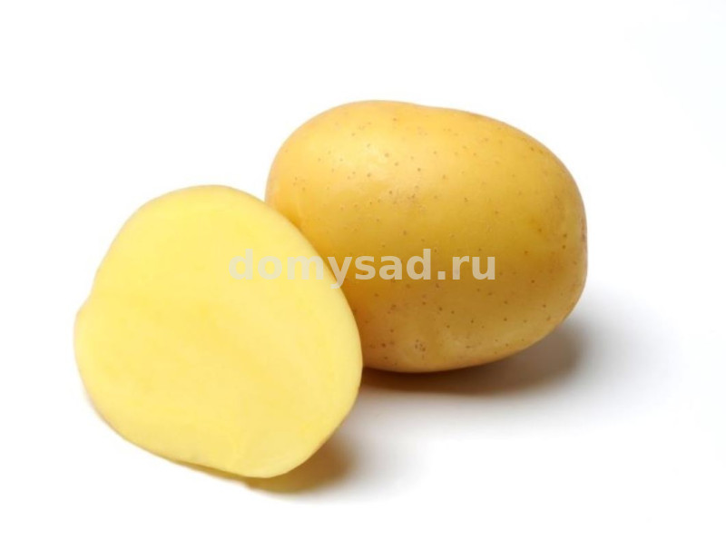Картофель семенной "НАНДИНА" сетка 4кг. (желтый, очень ранний, высококачественный столовый сорт)