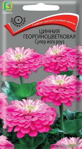 Цинния георгиноцветковая Супер йога роуз (Поиск) Ц