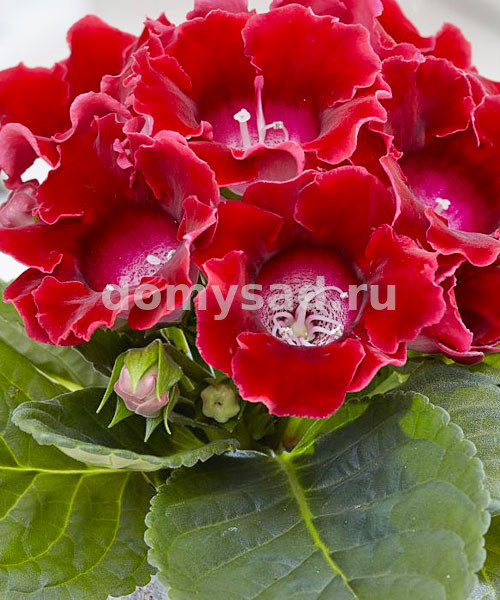Глоксиния Этоль Де Фе, 5/6, - 2шт
