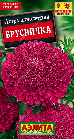 а.Брусничка 60см.,ПОМПОННАЯ,ИЗУМИТЕЛЬНЫЙ ЦВЕТ (Аэлита) Ц