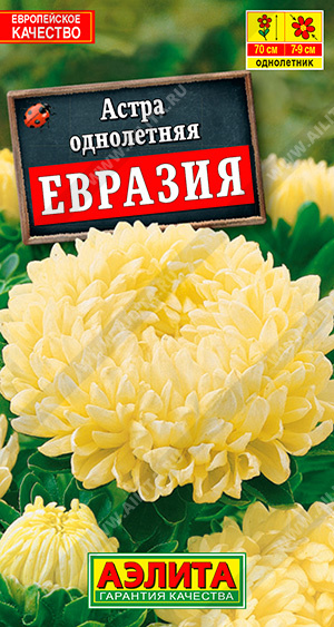 а.Евразия 60см.,ЖЕЛТАЯ,КРУПНО-МАХРОВАЯ,ДЛЯ ПЫШНЫХ БУКЕТОВ (Аэлита) Ц