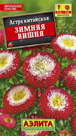 а.Зимняя вишня помпонная,60-70см.,КРАСНО-БЕЛАЯ С ЖЕЛТЫМ ГЛАЗКОМ (Аэлита) Ц