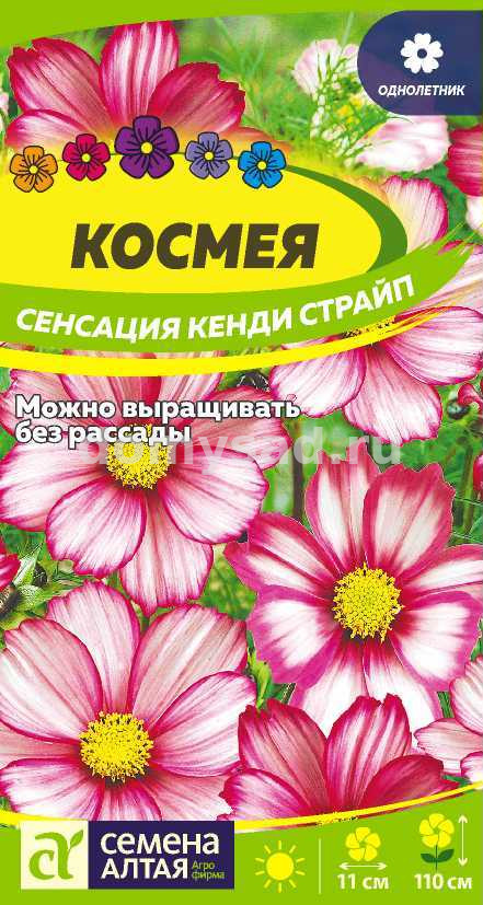 Космея сенсация Кенди Страйп (Семена Алтая) Ц