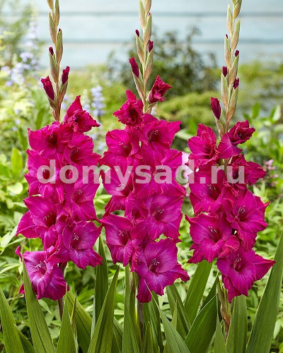Гладиолус Мистик Маджента, 10/12, - 8шт