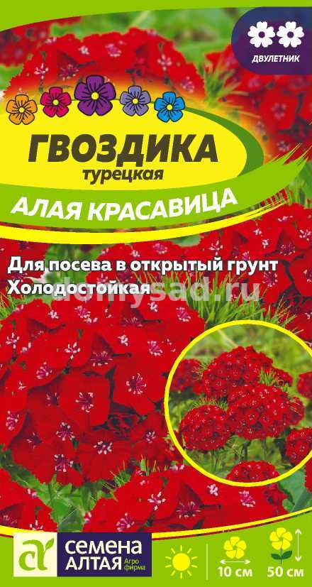 Гвоздика Турецкая Алая красавица (Семена Алтая) Ц