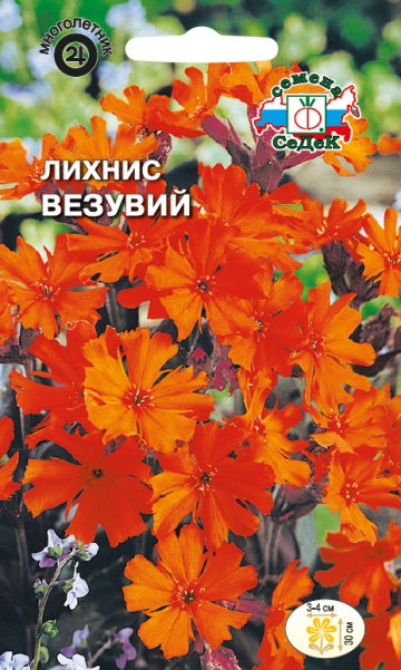 Лихнис Везувий (красно-оранжевый, коричневый лист) (Седек) Ц