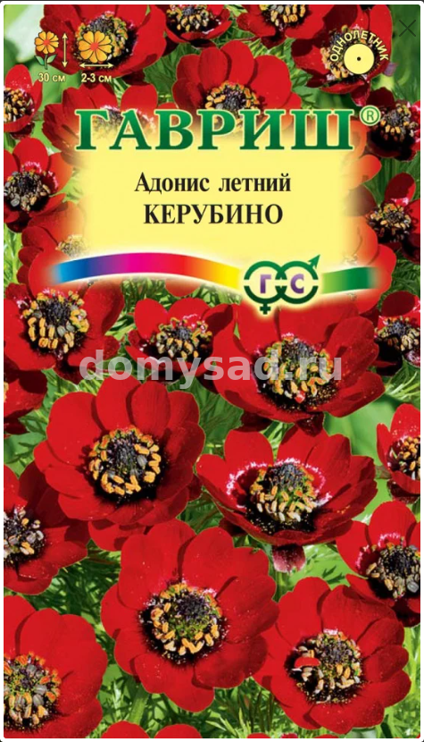 Адонис Летний Керубино (Гавриш) Ц