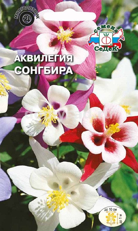 Аквилегия Сонгбира (голубая, смесь) (Седек) Ц