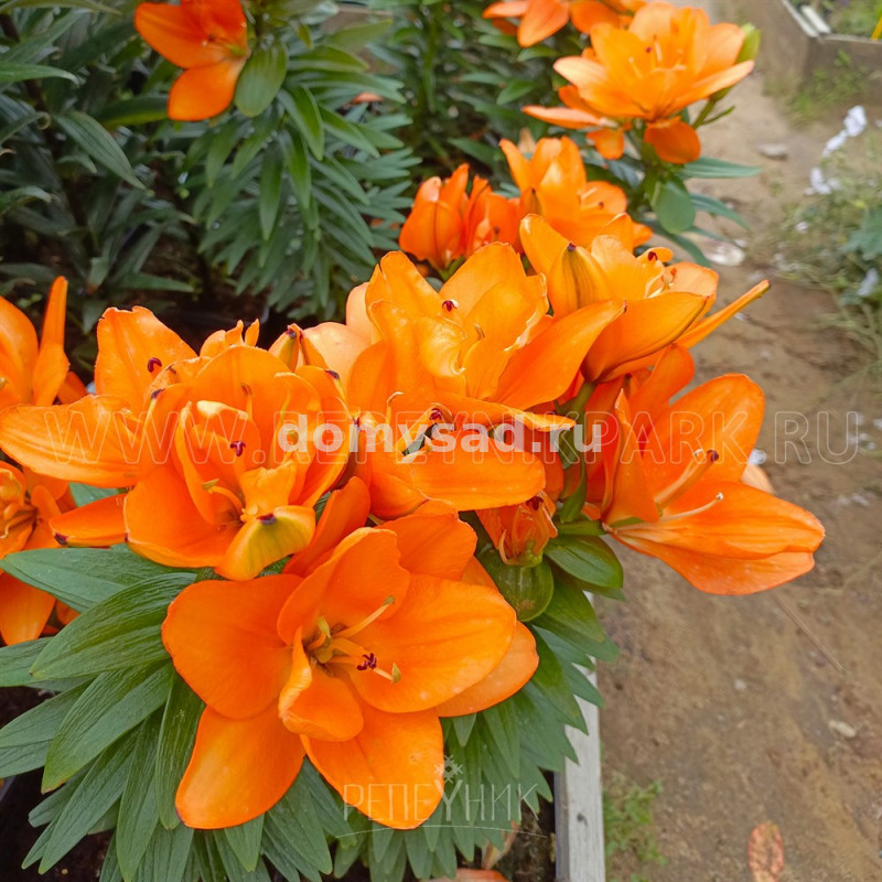 Лилия Тайни Дабл Датч, 10/12, аз.низк., - 7шт