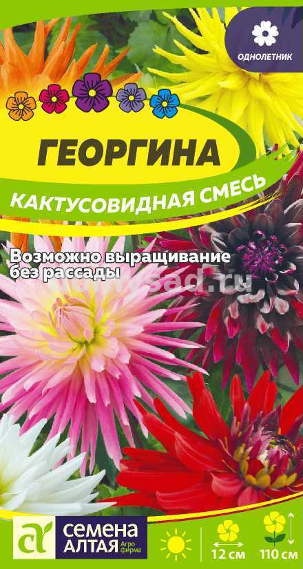 Георгина Кактусовидная смесь (семена Алтая) Ц