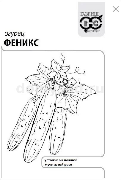 ог.Феникс (Гавриш) Б