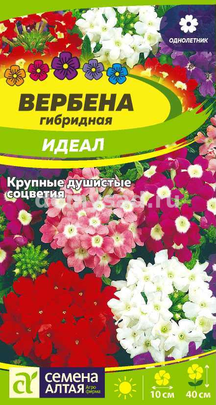 Вербена Гибридная Идеал (Семена Алтая) Ц