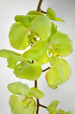 Орхидея фаленопсис одиночная салат.h-102см.16-0076