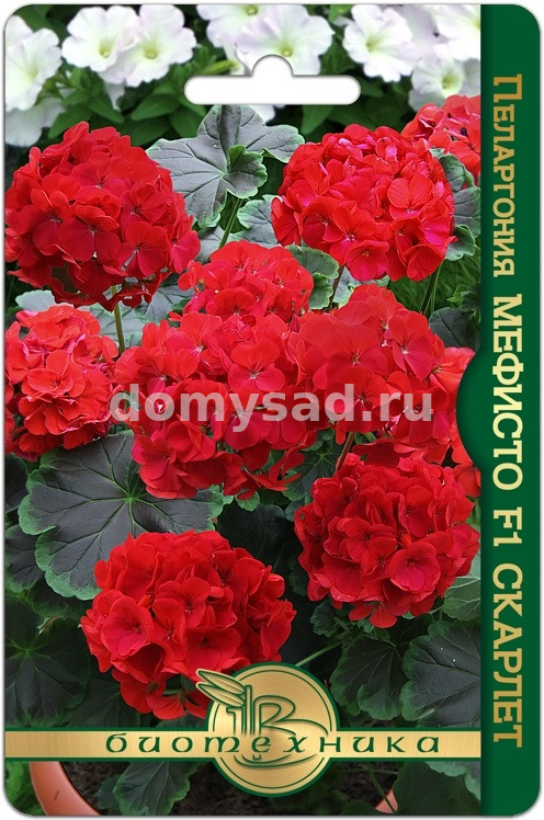 Пеларгония Мефисто Скарлет F1 (Биотехника) Ц