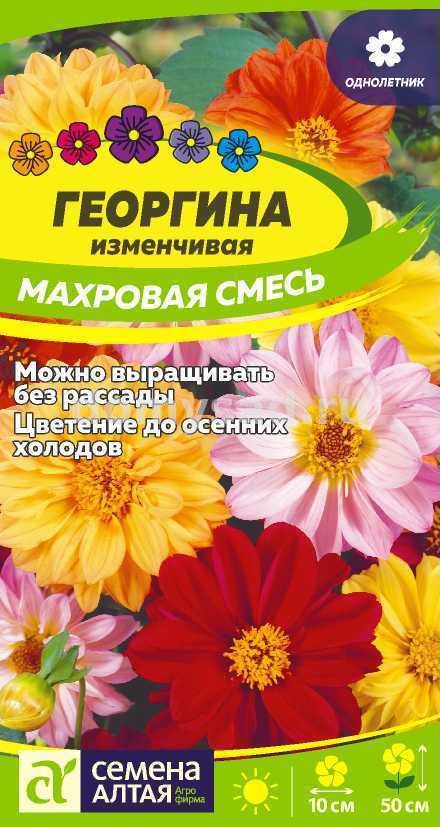 Георгина Махровая смесь окрасок (Семена Алтая) Ц