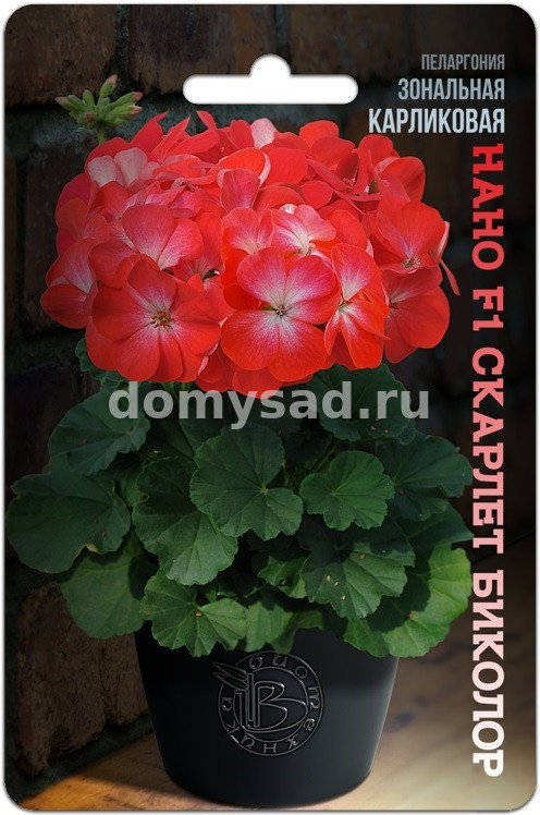 Пеларгония зональная карликовая Нано Скарлет Биколор F1 (Биотехника) Ц