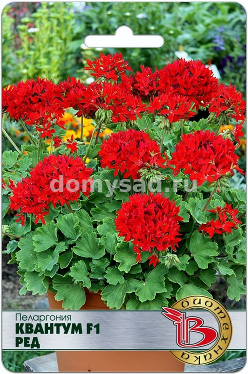 Пеларгония Квантум Ред F1 (Биотехника) Ц