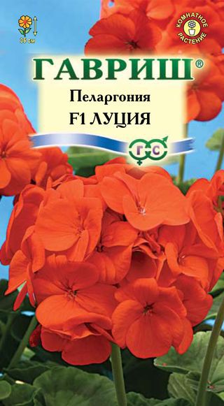 Пеларгония Луция зональная 4шт. F1 (Гавриш) Ц