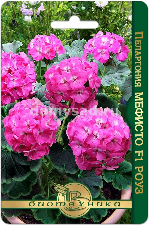 Пеларгония Мефисто Роуз F1 (Биотехника) Ц