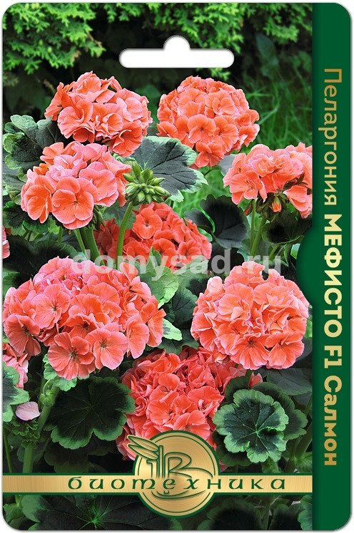 Пеларгония Мефисто Салмон F1 (Биотехника) Ц