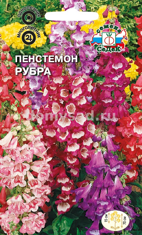 Пенстемон Рубра (Хартвега, смесь) (Седек) Ц