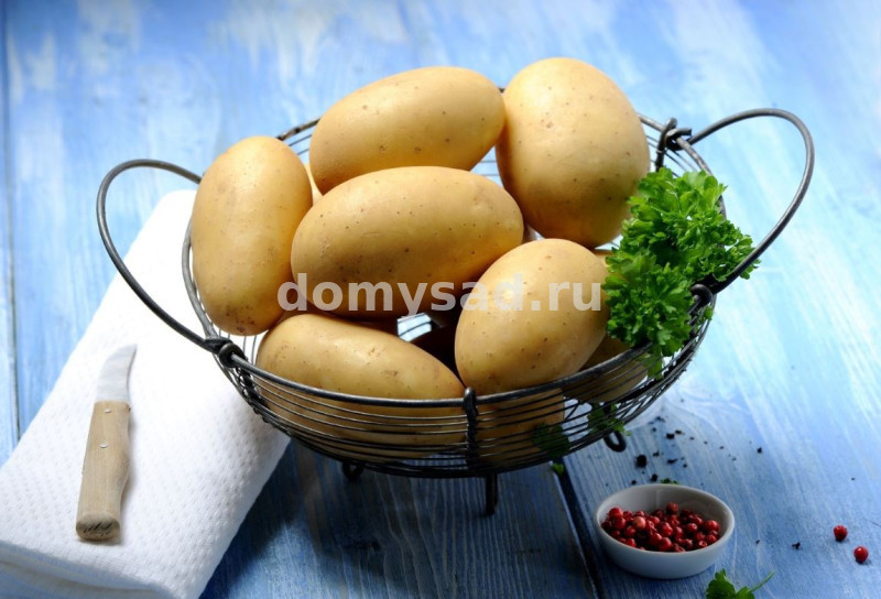 Картофель семенной "КАПТИВА" сетка 4кг. (желтый, среднеранний 65-75дней, высокоурожайный сорт)